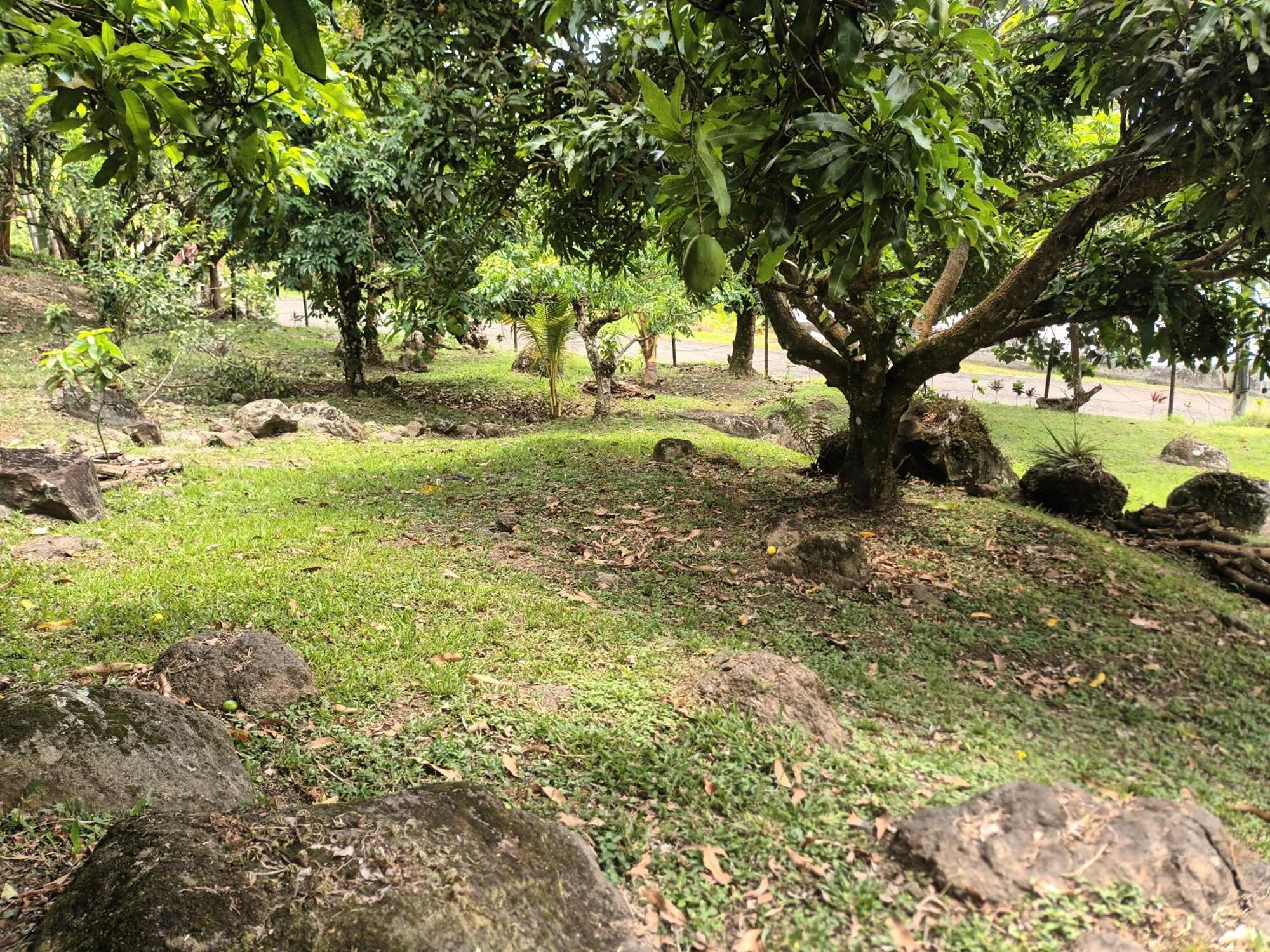 Martinique La Petite Maison Dans La Colline لو لامينتين المظهر الخارجي الصورة